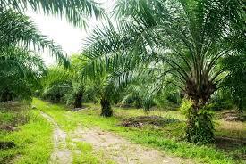 Oil Palm Plantation Origin: Malaysia