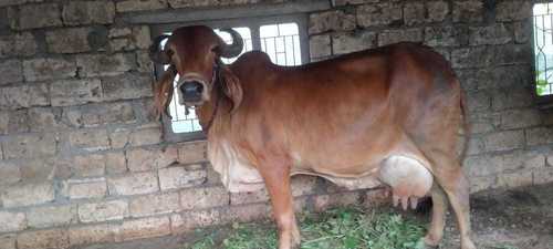 Original Gir Cow