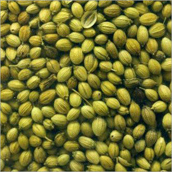 Green Coriander Seeds
