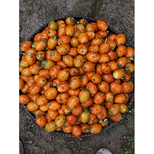 Fresh Betel Nuts