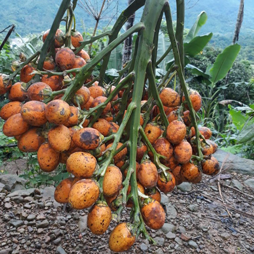 Raw Betel Nuts