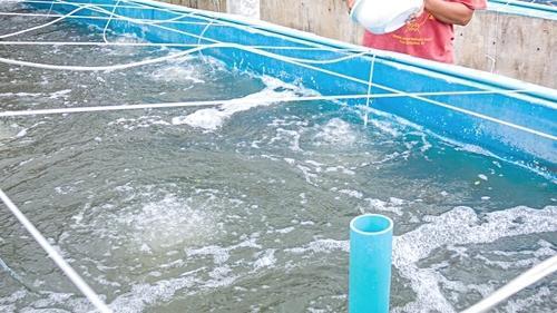 PRAWN HATCHERIES DIFFUSED SYSTEMS