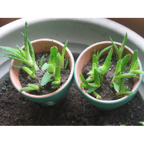 Aloe Vera Plant