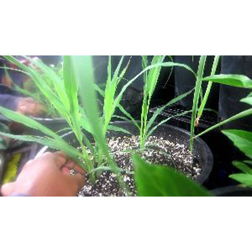 Lemongrass Baby Plant Lemongrass Baby Plant