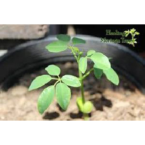 Moringa Plant Moringa Plant