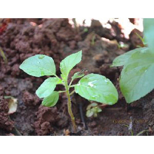 Tulsi Plant Tulsi Plant