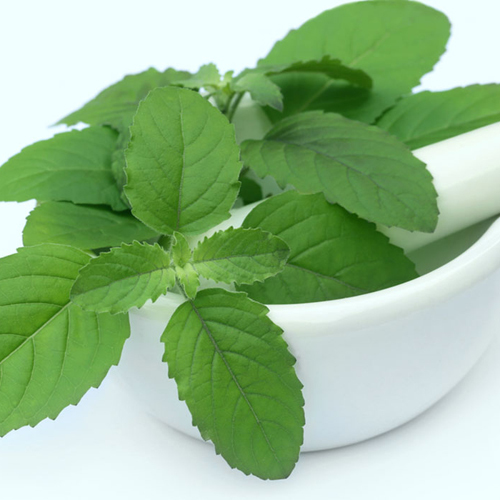 Tulsi Leaves