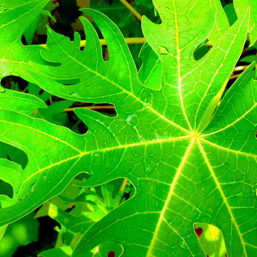 Papaya Leaves