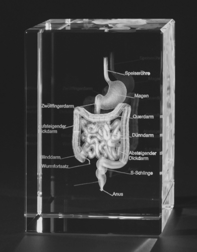 3D human Intestine Engraved