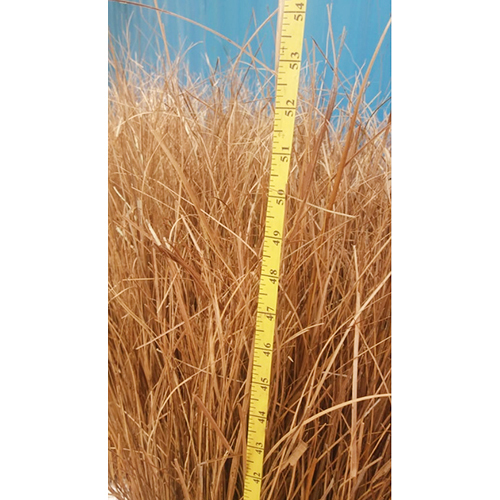 Raw Grass For Brooms