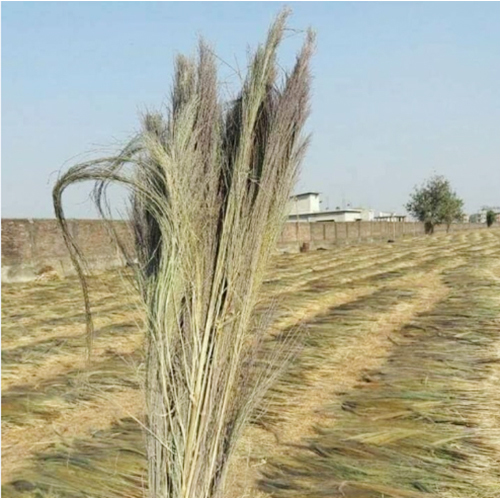 Soft Broom