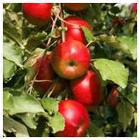 Agriculture Spray Oil - Application: Automobile Industry