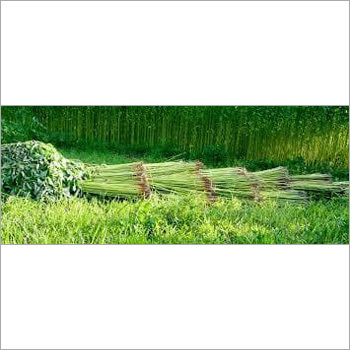 Natural Jute Plant