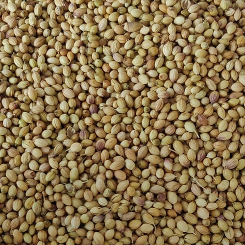 Raw Coriander Seeds