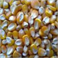 Yellow Maize