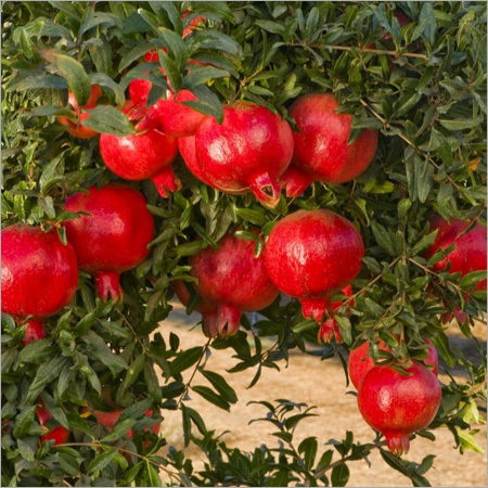 Pomegranate
