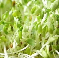 Alfalfa - 100g Seed, Green Color, Germination Time 3-7 Days | Sealed Bag, Store in Cool Dry Place