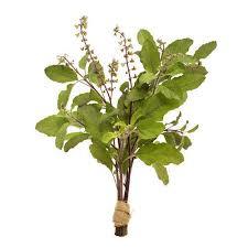 TULSI