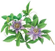 PASSION FLOWER