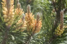 PINE - Steam Distilled Essential Oils, 99% Purity | Natural Remedy, Anti-Inflammatory, Antioxidants, Immunity Boost