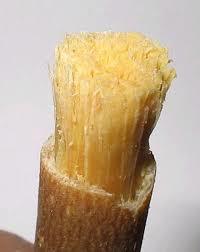 Miswak