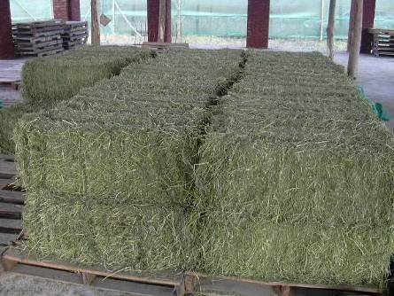 Alfalfa Hay Bales Application: Milk