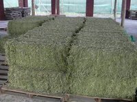 Alfalfa Hay Bales - Protein 15-21%, Moisture 10-12%, Green Color | Organic Feed For Cattle, Promotes Growth And Immunity, Nutritional Medicine