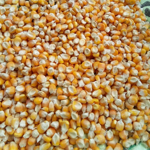 Fresh Maize Fresh Maize
