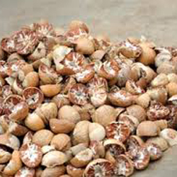 Fresh Betel Nuts