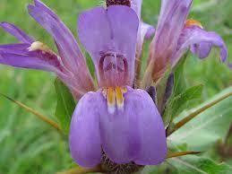 ASTERCANTHA LONGIFOLIA