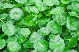 Centella Asiatica Leaf