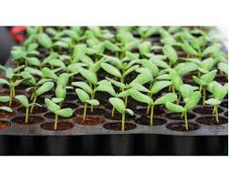 Seedling Trays