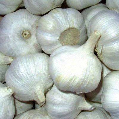 Fresh White Garlic