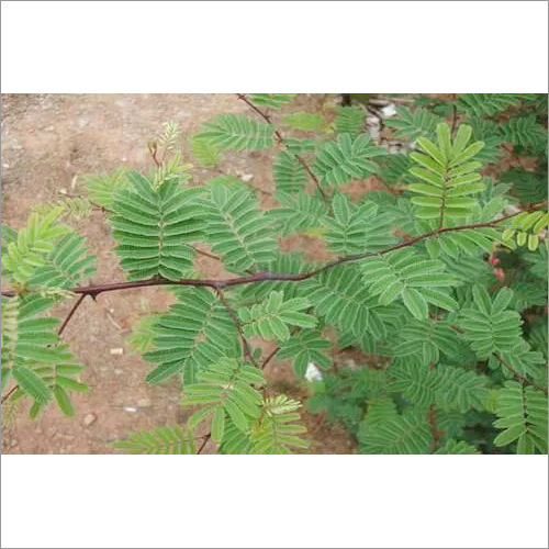 Acacia Catechu Khadir Chhal Extract