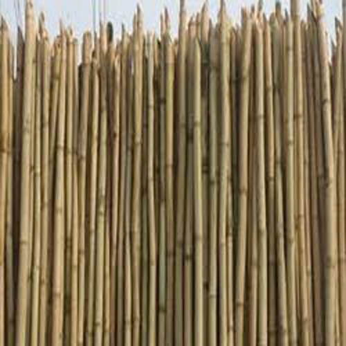 Assam Bamboo