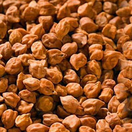 Gram Seed