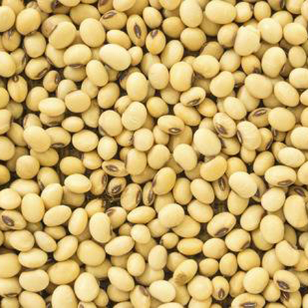 Soybean