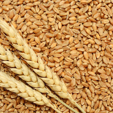 Wheat