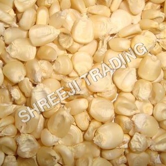 white maize bold