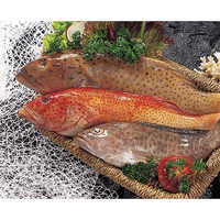 Grouper Fish (epinephelus Spp.)