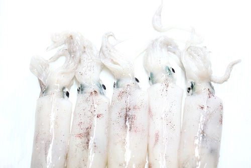 Frozen Squid (Loligo Spp.)