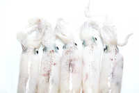 Frozen Squid (loligo Spp.)