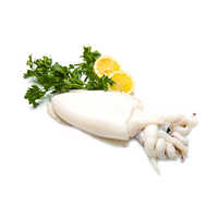 Whole Clean Cuttlefish (sepia Spp.)