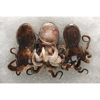 Baby Octopus (octopus Spp.)