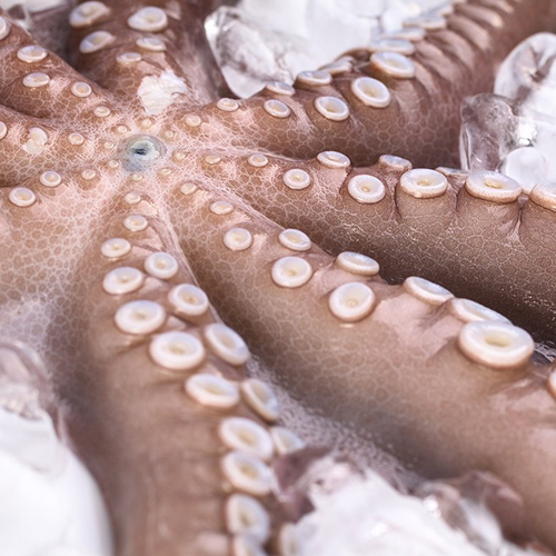 Giant Octopus (Octopus Vulgaris