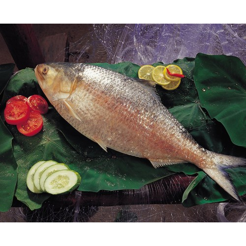 Hilsa Fish (Hilsa Ilisha