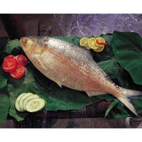 Hilsa Fish (hilsa Ilisha)