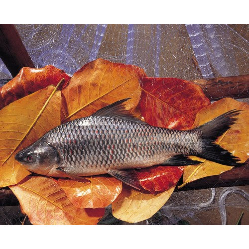 Rohu Fish (Labeo Rohita)