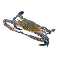 Frozen Crab - Blue Swimming Crab Raw, 100-300 Gms In Airtight Container, No Preservatives, Ideal For Various Cuisines