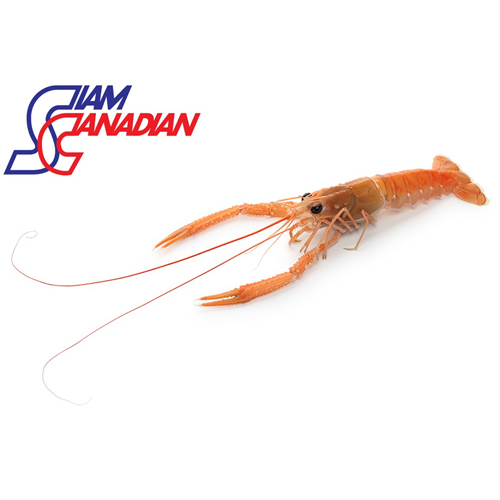 Scampi (Metanephros Thompsoni